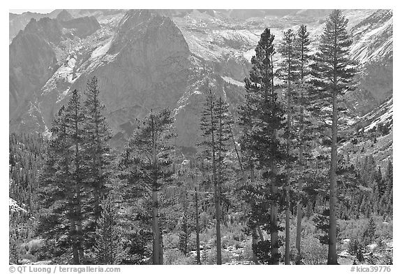 Pine trees and granite peaks. Kings Canyon National Park, California, USA.