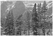 Pine trees and granite peaks. Kings Canyon National Park, California, USA. (black and white)