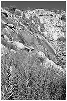 Fireweed and waterfall. Kings Canyon National Park, California, USA. (black and white)