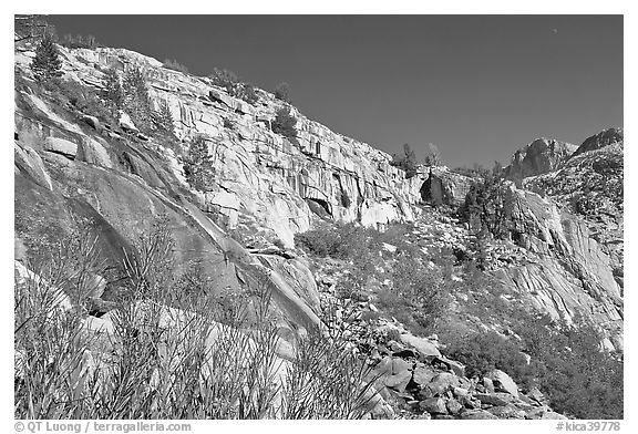 Fireweed and cliffs with waterfall. Kings Canyon National Park, California, USA.