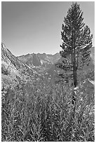 Fireweed and pine tree above Le Conte Canyon. Kings Canyon National Park, California, USA. (black and white)