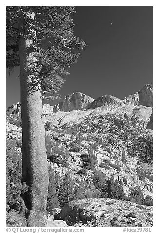 Pine tree, Mt Giraud chain, and moon, afternoon. Kings Canyon National Park, California, USA.