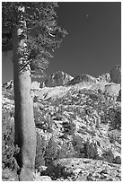 Pine tree, Mt Giraud chain, and moon, afternoon. Kings Canyon National Park, California, USA. (black and white)