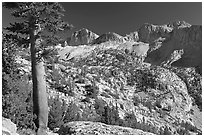 Pine tree and Mt Giraud chain, Lower Dusy basin. Kings Canyon National Park, California, USA. (black and white)