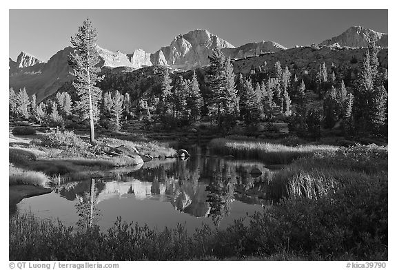 Trees, grasses, calm reflections, Lower Dusy basin. Kings Canyon National Park, California, USA.