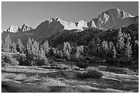 Meadow, trees and mountains, late afternoon, Lower Dusy basin. Kings Canyon National Park, California, USA. (black and white)