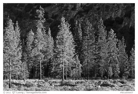 Pine trees and cliff in shade, Cedar Grove. Kings Canyon National Park (black and white)