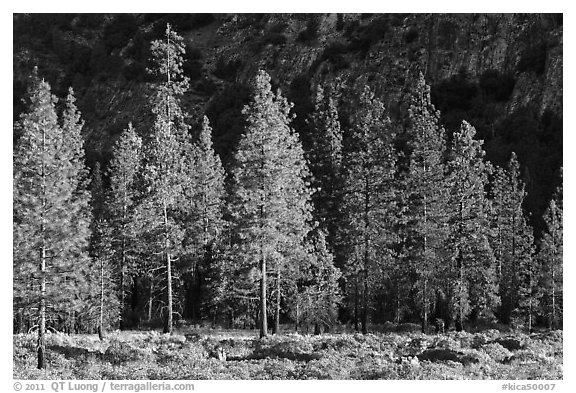 Pine trees and cliff in shade, Cedar Grove. Kings Canyon National Park, California, USA.