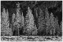Pine trees and cliff in shade, Cedar Grove. Kings Canyon National Park, California, USA. (black and white)