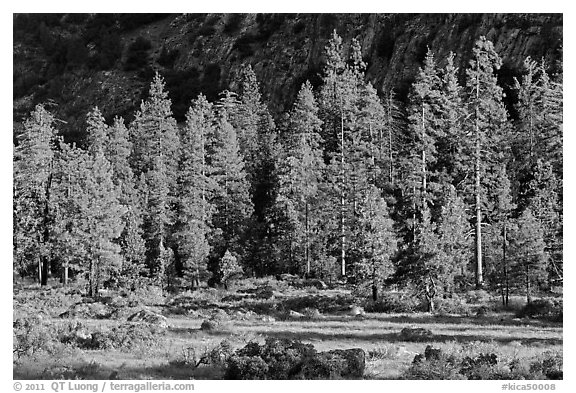 Meadow, lodgepole pines, and cliff early morning. Kings Canyon National Park (black and white)