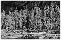 Meadow, lodgepole pines, and cliff early morning. Kings Canyon National Park, California, USA. (black and white)