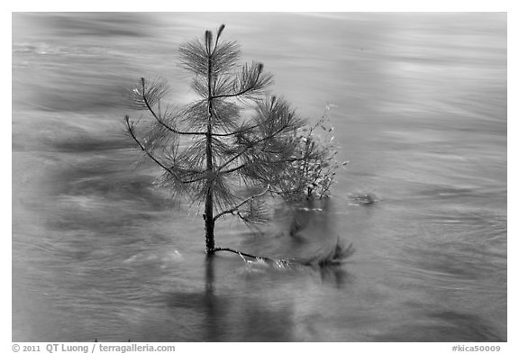 Flooded pine sappling and reflections. Kings Canyon National Park (black and white)