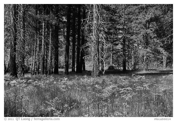 Ferns and trees bordering Zumwalt Meadows. Kings Canyon National Park, California, USA.