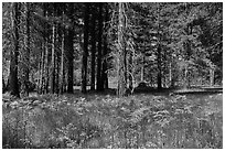 Ferns and trees bordering Zumwalt Meadows. Kings Canyon National Park, California, USA. (black and white)