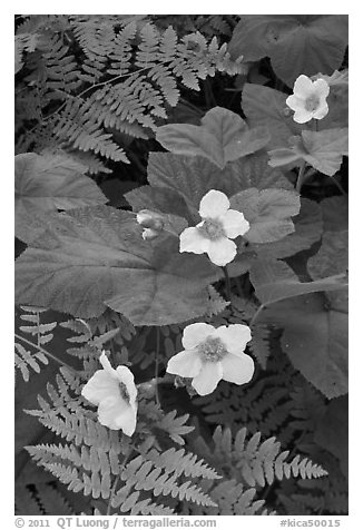 Close-up of ferns and flowers. Kings Canyon National Park, California, USA.