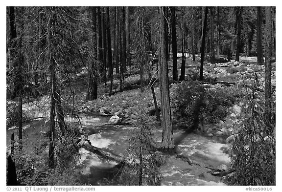 Streams in forest in the spring, Cedar Grove. Kings Canyon National Park, California, USA.