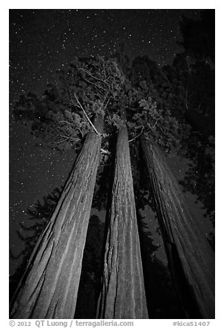 Group of sequoia trees under the stars. Kings Canyon National Park, California, USA.