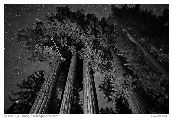 Giant sequoia grove and starry sky. Kings Canyon National Park, California, USA.