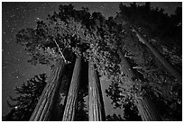Giant sequoia grove and starry sky. Kings Canyon National Park, California, USA. (black and white)