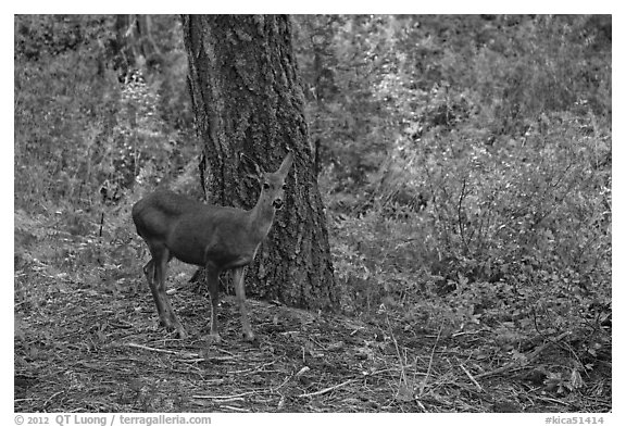 Juvenile deer. Kings Canyon National Park, California, USA.