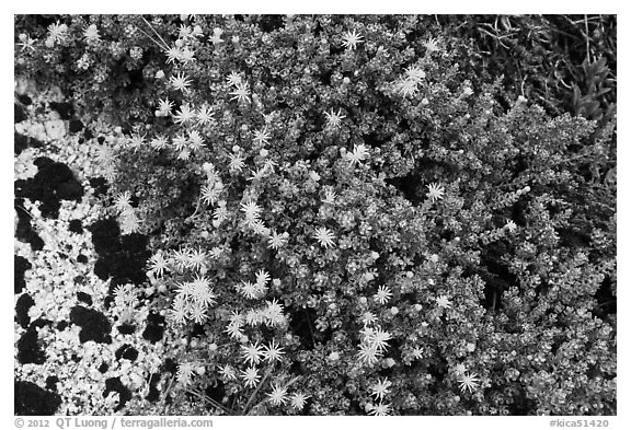 Tiny yellow flowers. Kings Canyon National Park, California, USA.