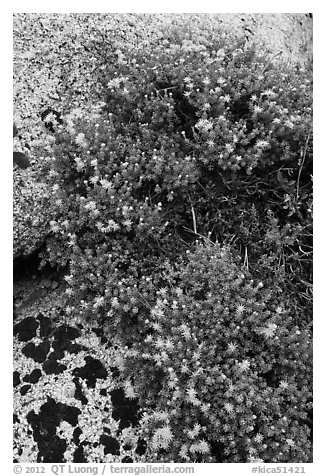 Flowers on granite crack. Kings Canyon National Park, California, USA.