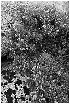 Flowers on granite crack. Kings Canyon National Park ( black and white)