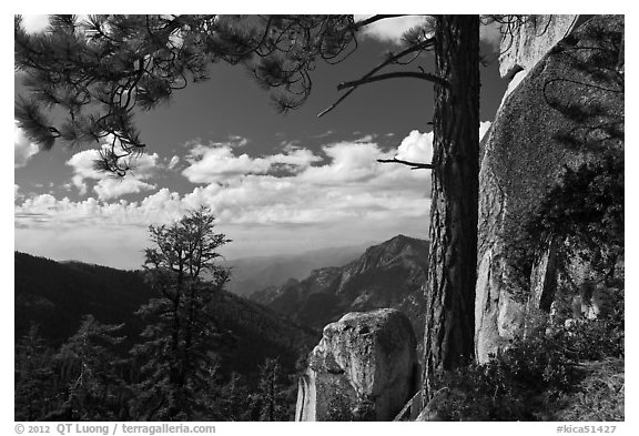 Pine and outcrops, Lookout Peak. Kings Canyon National Park, California, USA.