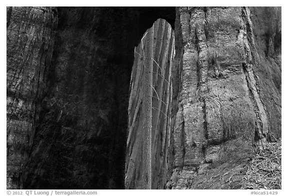 Opening created by fire at base of sequoia tree. Kings Canyon National Park, California, USA.