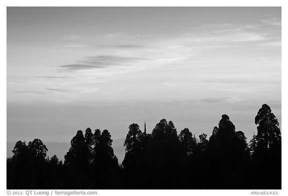 Silhouettes of sequoia tree tops at sunset. Kings Canyon National Park, California, USA.