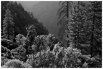 Trees on Cedar Grove valley rim. Kings Canyon National Park, California, USA. (black and white)