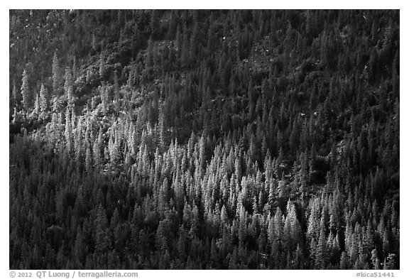 Forest on Cedar Grove valley walls. Kings Canyon National Park, California, USA.