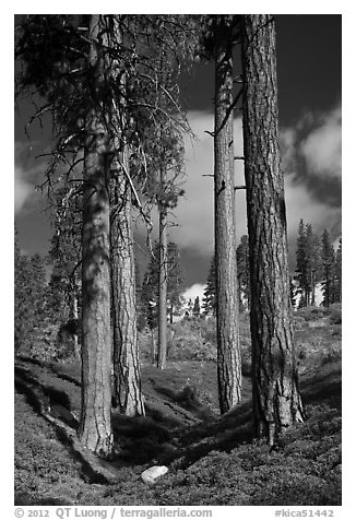 Ponderosa pine trees and sky, Hotel Creek. Kings Canyon National Park, California, USA.