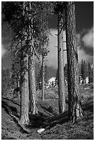 Ponderosa pine trees and sky, Hotel Creek. Kings Canyon National Park, California, USA. (black and white)