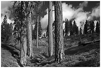 Group of Ponderosa pines and sky. Kings Canyon National Park ( black and white)