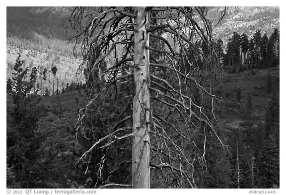 Standing tree skeleton. Kings Canyon National Park, California, USA.