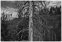 Standing tree skeleton. Kings Canyon National Park ( black and white)