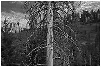 Standing tree skeleton. Kings Canyon National Park, California, USA. (black and white)