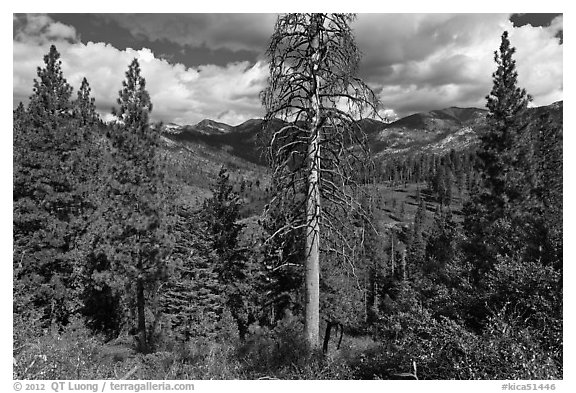 Tall standing dead tree and forest. Kings Canyon National Park, California, USA.