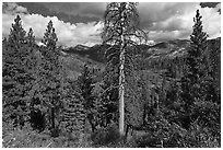 Tall standing dead tree and forest. Kings Canyon National Park, California, USA. (black and white)