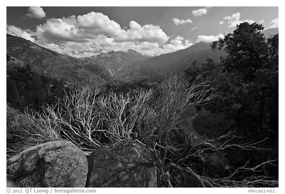 Manzanita branches and Cedar Grove Valley. Kings Canyon National Park, California, USA.