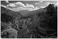 Manzanita branches and Cedar Grove Valley. Kings Canyon National Park, California, USA. (black and white)