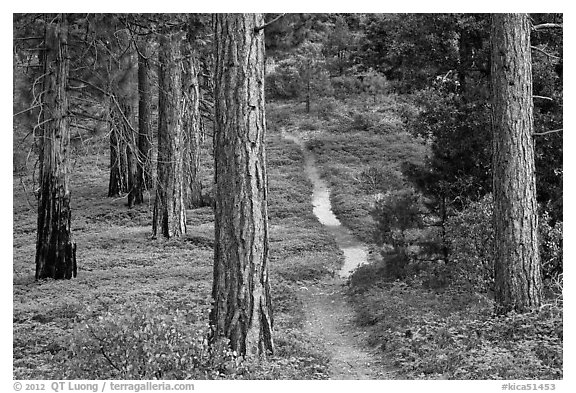 Trail in pine forest. Kings Canyon National Park, California, USA.