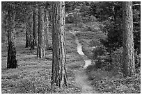 Trail in pine forest. Kings Canyon National Park, California, USA. (black and white)
