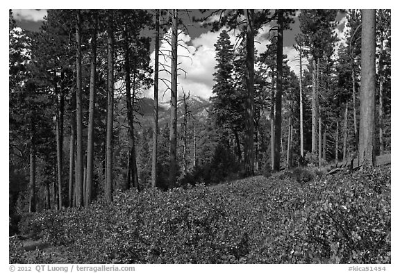 Pine trees and mountains. Kings Canyon National Park, California, USA.