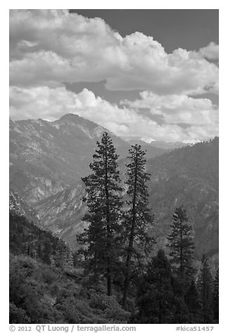 Trees and hazy valley. Kings Canyon National Park, California, USA.