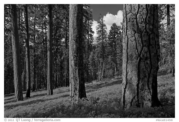 Ponderosa pine forest. Kings Canyon National Park, California, USA.
