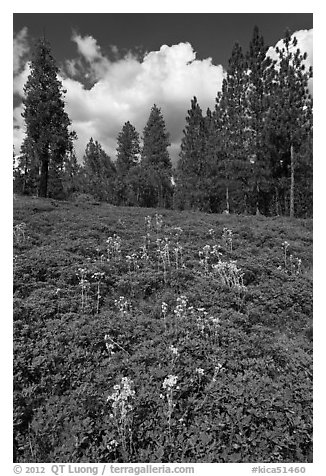 Wildflowers and pine forest. Kings Canyon National Park, California, USA.