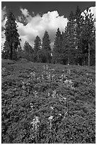 Wildflowers and pine forest. Kings Canyon National Park, California, USA. (black and white)