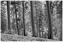 Pine trees, Lewis Creek. Kings Canyon National Park, California, USA. (black and white)